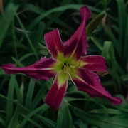 Squirrel Girl Daylily